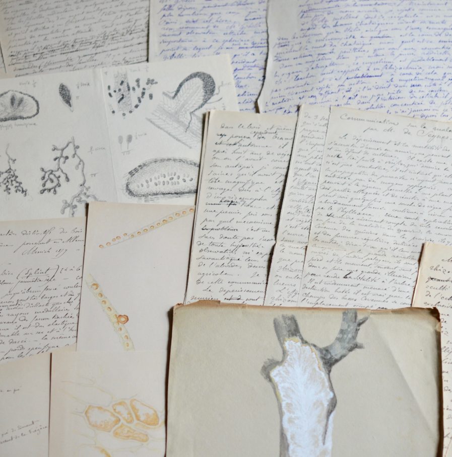 MYCOLOGIE. Jules de Seynes, ensemble de manuscrits sur la maladie du Châtaignier - Traces ...
