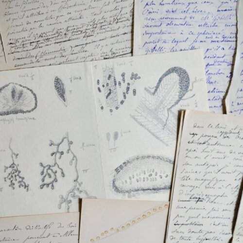 [MYCOLOGIE]. Jules de Seynes, ensemble de manuscrits sur la maladie du Châtaignier