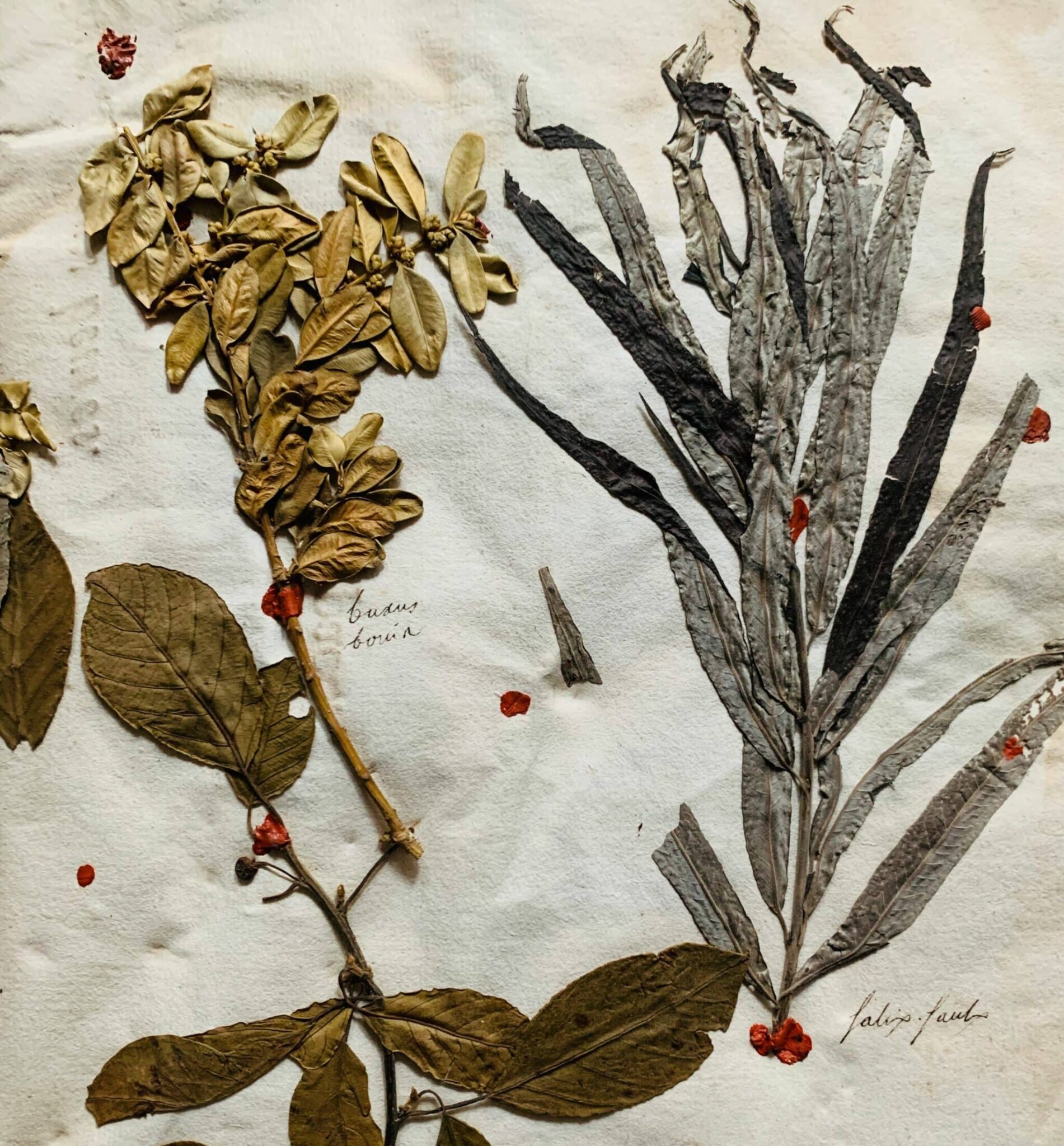 Splendide herbier de 1746 en très bel état de conservation