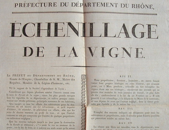 Le pyrale ravage la vigne lyonnaise.