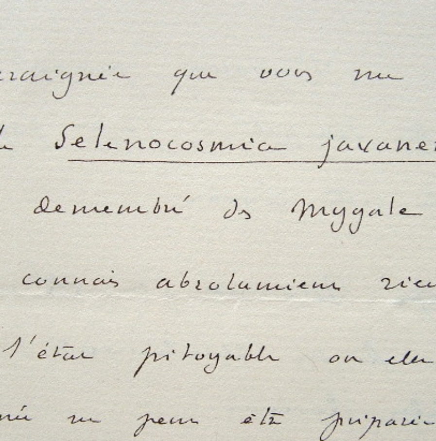 L’arachnologiste Eugène Simon identifie une araignée.